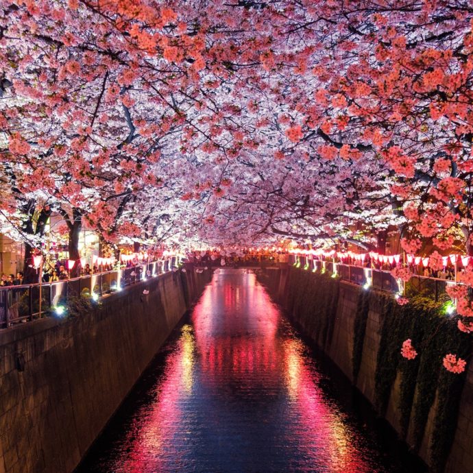 Giappone, spettacolo di primavera