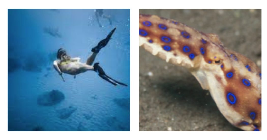 Raccoglie una conchiglia ma sotto c’è una creatura marina pericolosissima: 30enne morsa da un mollusco 10 volte più letale di un cobra