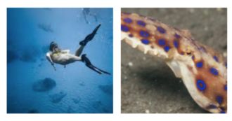 Copertina di Raccoglie una conchiglia ma sotto c’è una creatura marina pericolosissima: 30enne morsa da un mollusco 10 volte più letale di un cobra