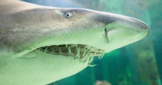 Copertina di 16enne muore sbranata da uno squalo estuarino mentre nuota nel fiume, la decisione delle autorità: “Tutti gli esemplari saranno etichettati”