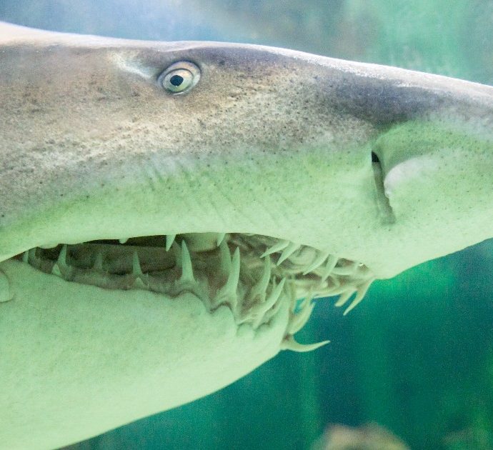 16enne muore sbranata da uno squalo estuarino mentre nuota nel fiume, la decisione delle autorità: “Tutti gli esemplari saranno etichettati”