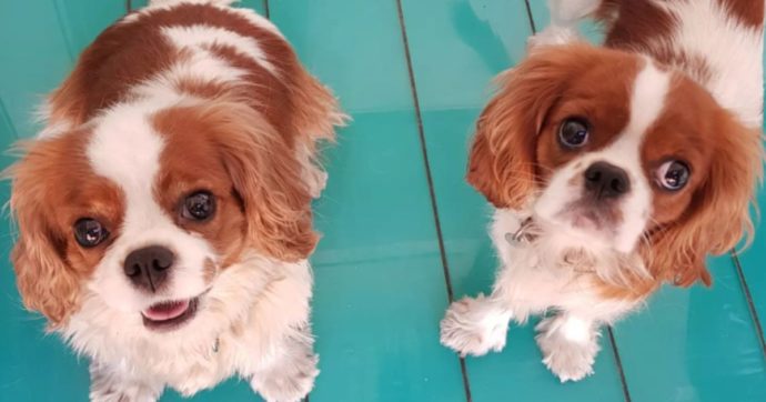 “Quale razza toy, il mio cane è diventato una pecora”: nelle intercettazioni le truffe della gang dei “barboncini pezzottati” di Napoli