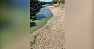 Copertina di Migliaia di pesci morti nel fiume a causa del troppo caldo: le carcasse ammassate in superficie. Il video dall’Australia