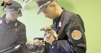 Copertina di Varese, importa illegalmente cuccioli di cane: animali senza microchip, malati e non vaccinati. Denunciato dai carabinieri forestali