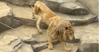 Copertina di Bimbo di 6 anni si intrufola nella gabbia dei leoni, leonessa lo sbrana sotto gli occhi dei genitori: la tragedia nello “zoo peggiore del mondo”