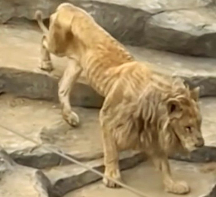 Leone in fin di vita in uno zoo cinese, il video dell’animale sofferente fa il giro del web: “Salvate il povero Ala”