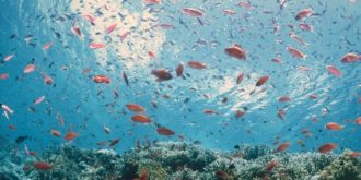 Copertina di Benessere e tutela degli animali: Treviso vieta le bocce di vetro per i pesci, la forma sferica li disorienta