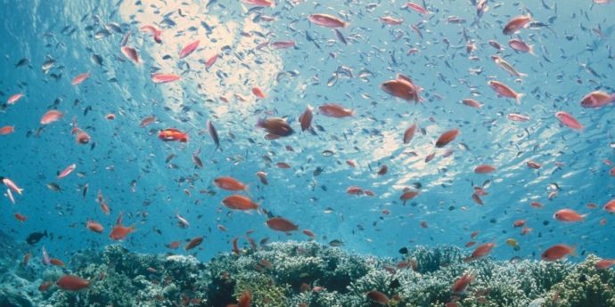 Benessere e tutela degli animali: Treviso vieta le bocce di vetro per i pesci, la forma sferica li disorienta