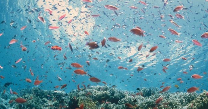 Benessere e tutela degli animali: Treviso vieta le bocce di vetro per i pesci, la forma sferica li disorienta