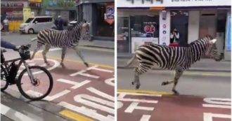 Copertina di Zebra fugge dallo zoo e corre per le strade della città: le immagini delle sue tre ore di libertà prima della cattura fanno il giro del mondo – VIDEO