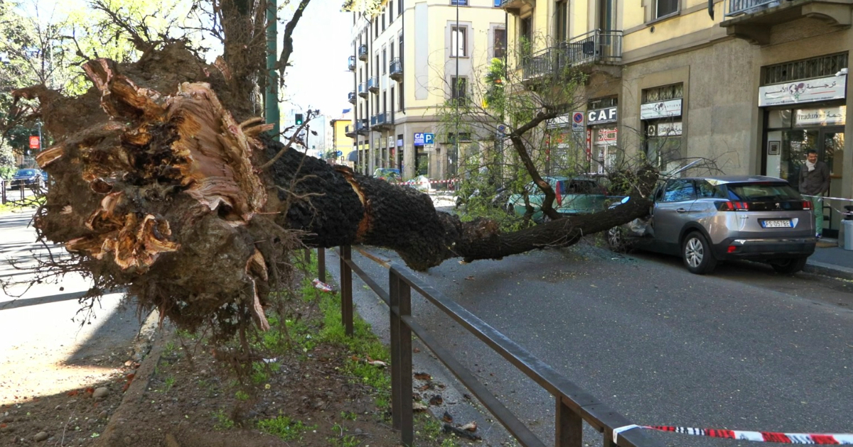 Milano, il forte vento fa cadere alberi e tegole dai tetti: colpite le auto. Le immagini