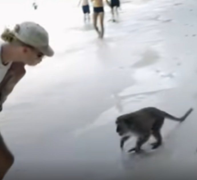 Le scimmie attaccano suo figlio di un anno, lui ne colpisce una per difenderlo: “Mi hanno accerchiato e morso, è stato tremendo”