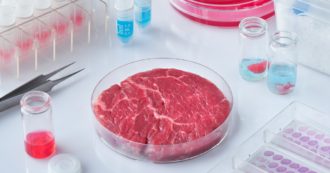Copertina di No del governo alla carne sintetica, ecco cos’è. L’esperta: “Mancano prove di qualità e sicurezza. Il nostro corpo potrebbe non ‘riconoscere’ questo cibo”