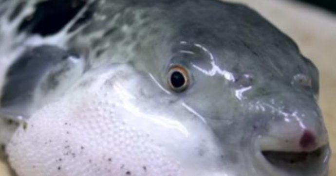 Malesia, coppia ordina del pesce sui social ma quello che arriva è velenoso: lei muore, lui è ricoverato in terapia intensiva Malesia, coppia ordina del pesce sui social ma quello che arriva è velenoso: lei muore, lui è ricoverato in terapia intensiva