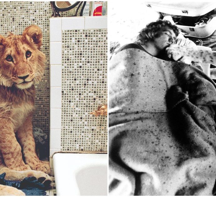 “Un gattone di centotrenta chili ci ha insegnato che l’amore non ha limite”: la storia di Anthony Bourke e John Rendall e del loro legame con un leone