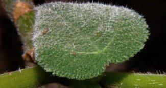 Copertina di Cade dalla bicicletta e finisce sopra la pianta dei suicidi: “Peggior dolore possibile, come essere ustionati con acido caldo e fulminati allo stesso tempo”