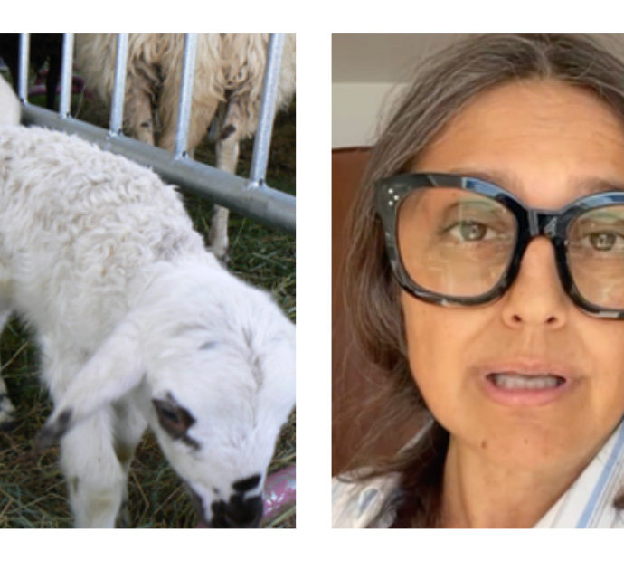 La carneficina degli agnellini, Rosita Celentano: “Basta, vengono strappati alle madri tra le urla strazianti e il dolore”