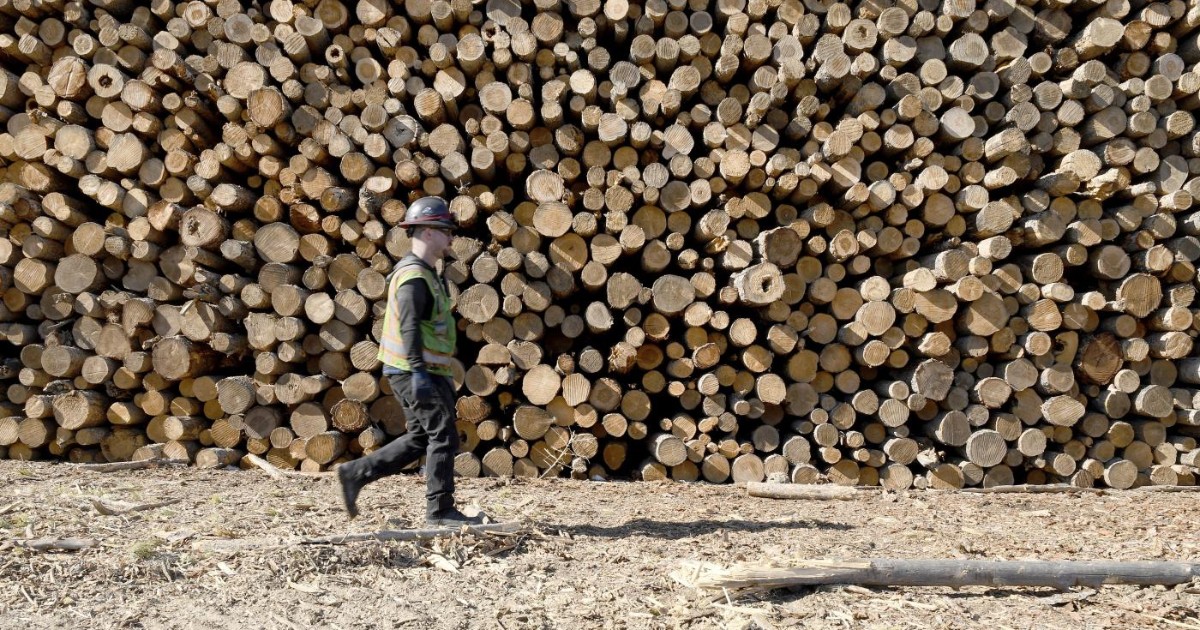 Biomasse forestali, l’energia prodotta bruciando la legna continuerà a essere sovvenzionata come rinnovabile