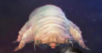 Copertina di “Vive sul nostro viso. Di giorno riposa, la notte si accoppia”, ecco di cosa si tratta. La spiegazione di Adele su TikTok