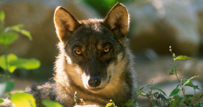 Il lupo, animale diffuso quanto invisibile: in un’epoca di video invadenti, è attraente non vederlo