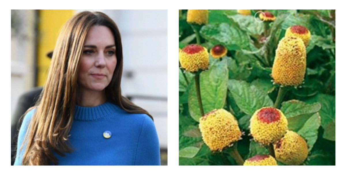 Kate Middleton e il botox naturale: ecco cos’è l’Acmella e perché ha un effetto distensivo sulle rughe