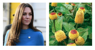 Copertina di Kate Middleton e il botox naturale: ecco cos’è l’Acmella e perché ha un effetto distensivo sulle rughe
