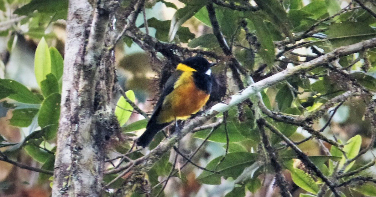 Pericolo in aria, scoperte due specie di uccelli velenosi che attaccano con una potente neurotossina: ecco dove vivono