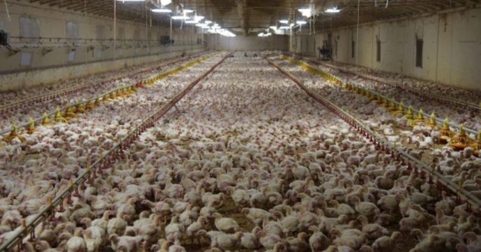 Jesi, 240mila polli muoiono asfissiati per un furto di rame in uno stabilimento Fileni