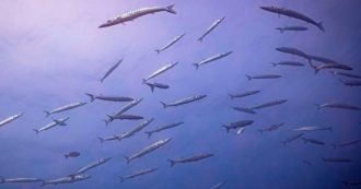 I mari si stanno scaldando? Nessun problema, dicono, ci penserà la selezione naturale