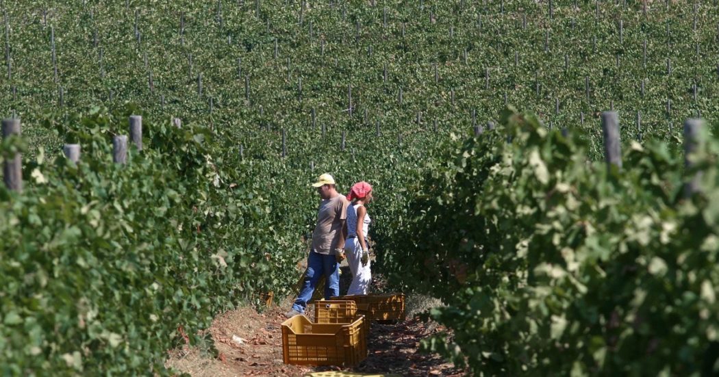 Veneto, per salvare il prosecco la Regione vuole usare il pesticida vietato in Ue. “È neurotossico”. Produttori contrari all’utilizzo