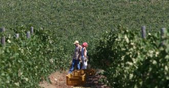 Copertina di Veneto, per salvare il prosecco la Regione vuole usare il pesticida vietato in Ue. “È neurotossico”. Produttori contrari all’utilizzo