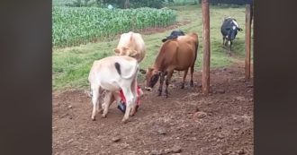 Copertina di Contadino finge di essere triste e le sue mucche corrono subito a consolarlo: il video commovente è virale