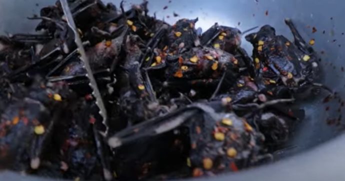 Pipistrelli fritti e quintali di pesce non refrigerato nel furgone: rimpatriato in Italia
