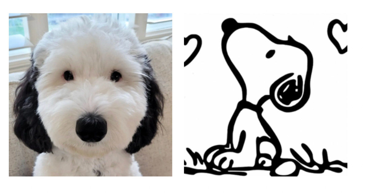 E se Snoopy esistesse davvero? Ecco il cane Bayley, un vero sosia dell’amico di Charlie Brown (ne parla pure la CNN)