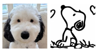 Copertina di E se Snoopy esistesse davvero? Ecco il cane Bayley, un vero sosia dell’amico di Charlie Brown (ne parla pure la CNN)