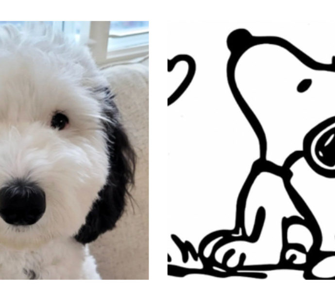 E se Snoopy esistesse davvero? Ecco il cane Bayley, un vero sosia dell’amico di Charlie Brown (ne parla pure la CNN)