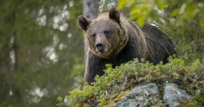 Copertina di Uomini e orsi: possono convivere oppure no?
