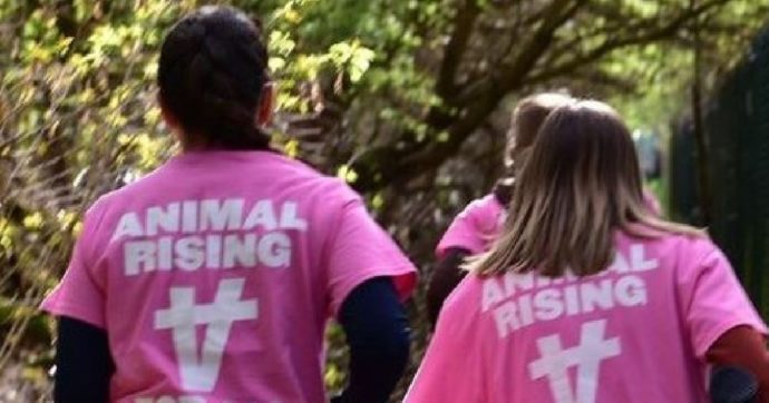 Liverpool, attivisti di Animal Rising fanno irruzione nell’ippodromo per salvare i cavalli: 118 arresti