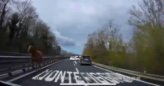 Copertina di Un cavallo contromano sulla Siena-Firenze, il video dell’automobilista ha dell’incredibile: “Ma che caz….”