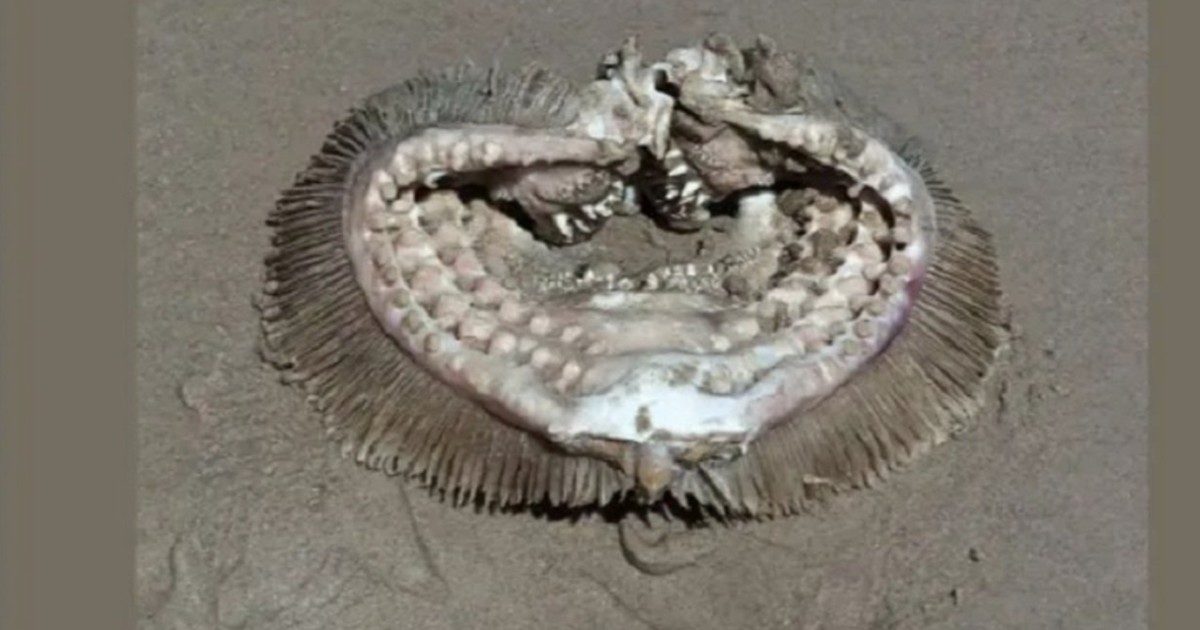Passeggia sulla spiaggia e si imbatte nei resti di una strana creatura: “Un mostro alieno”. Poi la scoperta degli esperti