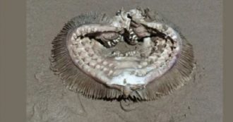 Copertina di Passeggia sulla spiaggia e si imbatte nei resti di una strana creatura: “Un mostro alieno”. Poi la scoperta degli esperti