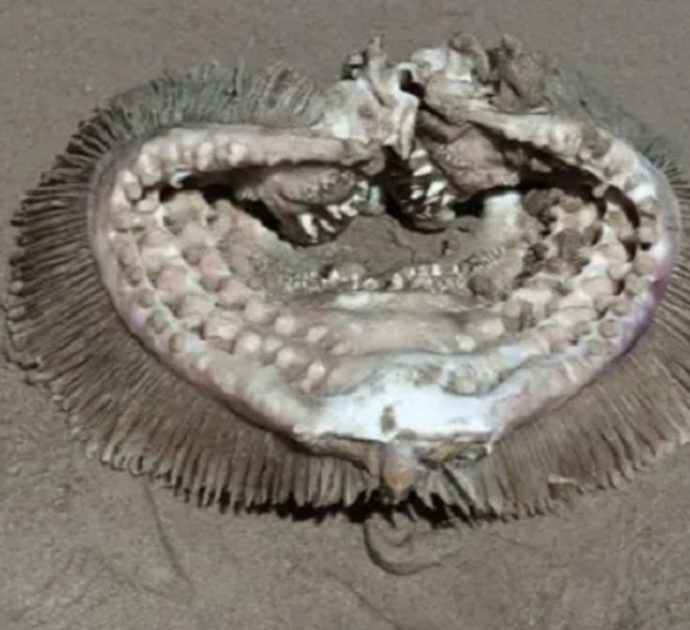 Passeggia sulla spiaggia e si imbatte nei resti di una strana creatura: “Un mostro alieno”. Poi la scoperta degli esperti