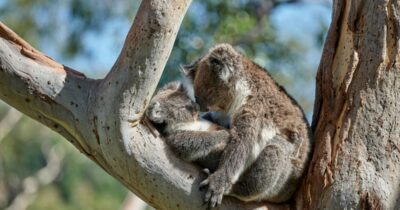 Copertina di Squadre armate sparano dagli elicotteri e uccidono oltre 750 koala: il provvedimento choc del governo australiano