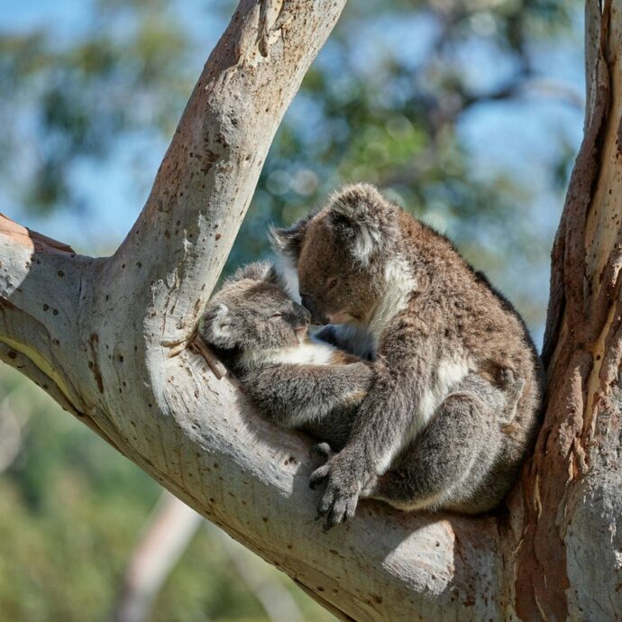 Squadre armate sparano dagli elicotteri e uccidono oltre 750 koala: il provvedimento choc del governo australiano