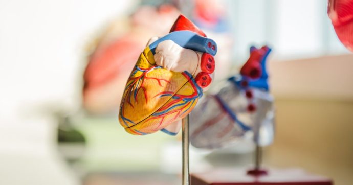 Medicina di genere, Raparelli e Coen: “Uomini e donne vanno curati diversamente”