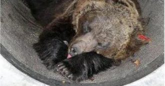 Copertina di “JJ4 è innocente”, l’associazione animalista Leal sulla perizia veterinaria che “scagiona” l’orsa