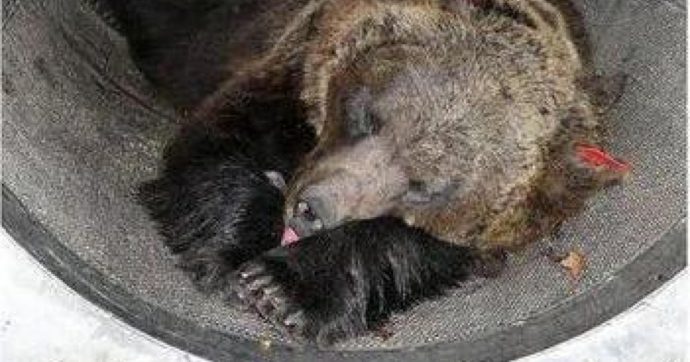 Trento, il Tar sospende di nuovo l’abbattimento dell’orsa Jj4: accolto il ricorso delle associazioni animaliste