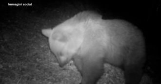 Copertina di Giovane orso immortalato nel Bresciano da una fototrappola: avvistato nei boschi a un’ora dal centro abitato – Video