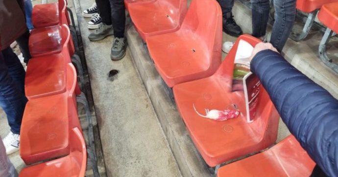Domeniche Bestiali – Per gli avversari sono sorci morti: topi lanciati verso la tifoseria ospite durante il derby