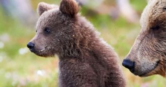 Trentino, trovata in val di Sole la carcassa di un piccolo di orso di 3-4 mesi: “Appare denutrito. Non è un cucciolo di JJ4”